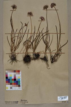 Neuchâtel Herbarium - Allium lineare - NEU000004875.jpg