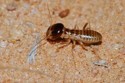 Northern Harvester Termite (Hodotermes mossambicus) (6856939924).jpg