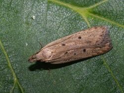 Nothris verbascella - Clay groundling - Моль коровяковая (27035232328).jpg