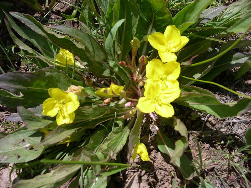 File:Oenothera flava-5-25-04.jpg