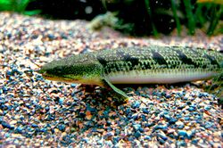 Ornate bichir, Boston Aquarium.JPG