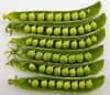 Peas in pods - Studio.jpg