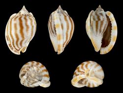 Phalium flammiferum 01.JPG