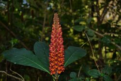 Phlogacanthus pubinervius - flowers.JPG