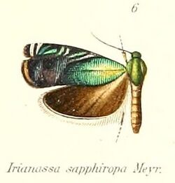 Pl.1-06-Irianassa sapphiropa Meyrick, 1905.jpg