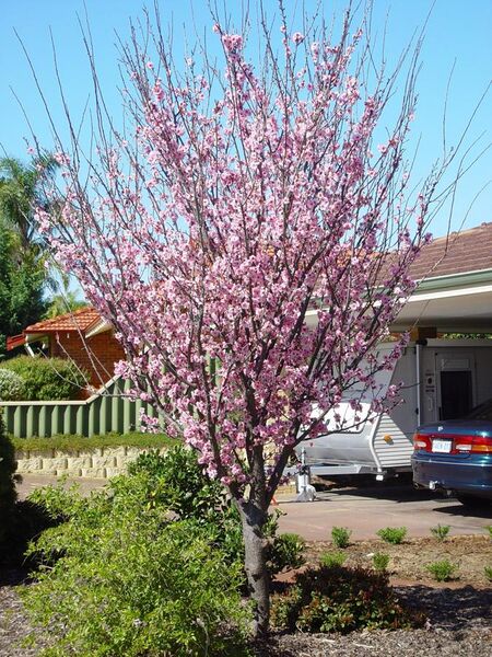 File:Plum tree in blossom woodvale.jpg