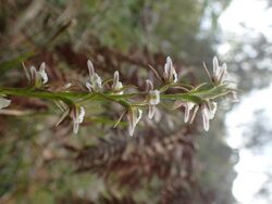 Prasophyllum basalticum flowering stem.jpg