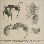 Protaneuretus succineus Wheeler 1915.jpg