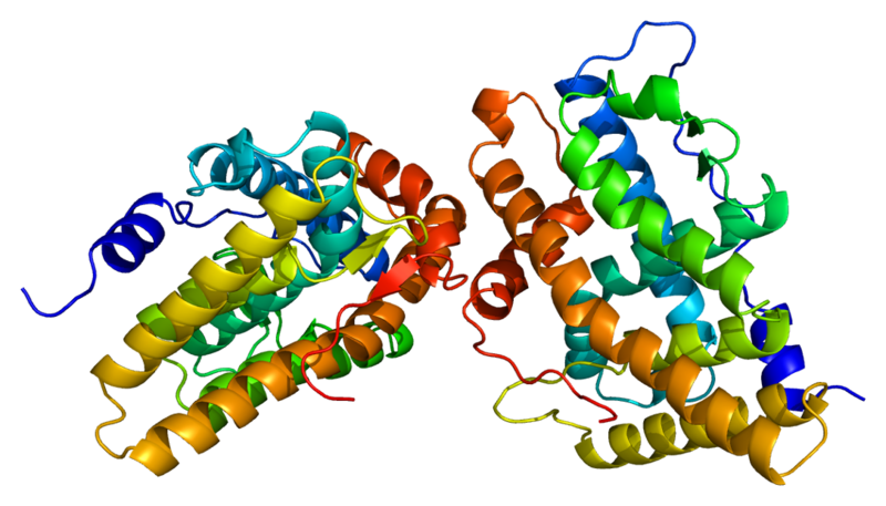 File:Protein PGR PDB 1a28.png