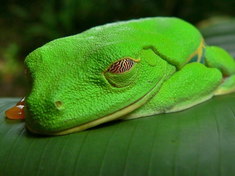 File:Red-eyed Tree Frog (Agalychnis callidryas) (6941089388).jpg