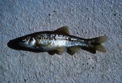 Roundnose minnow fish.jpg