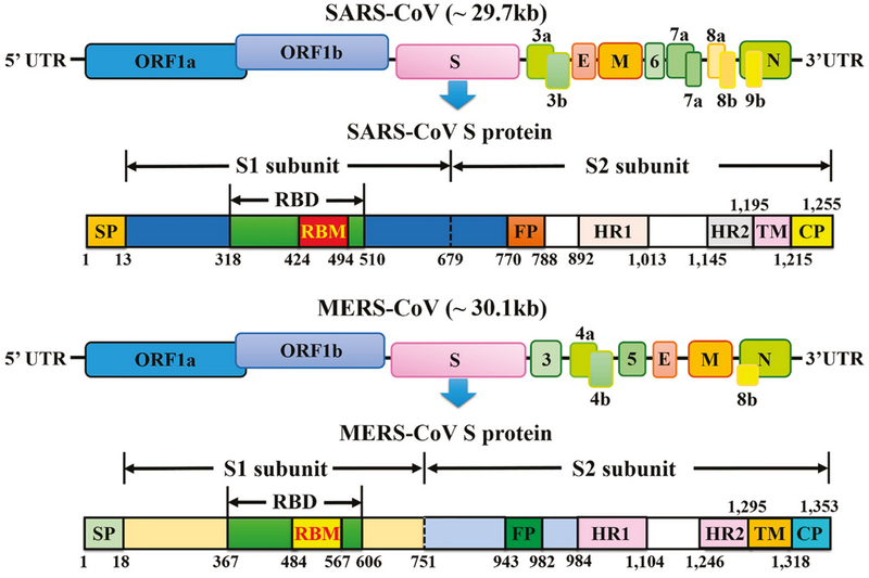 File:SARS-CoV MERS-CoV genome organization and S-protein domains.png