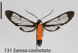 Sarosa connotata, from the Ecuadorian Andes, an example of hymenopteran mimicry. Scale bar 1cm.png