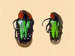 Scarabaeidae - Leucocelis albosticta.JPG