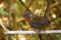 Scelorchilus rubecula.JPG