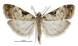 Scoparia acharis male.jpg