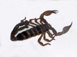 Scorpionidae - Nebo hierichonticus.jpg