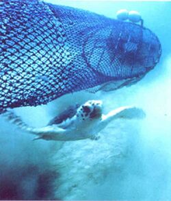 Sea turtle escaping a shrimp net.jpg