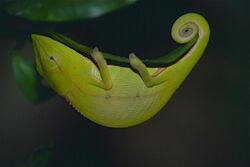 Short-nosed Chameleon (Calumma gastrotaenia) (9646223930).jpg
