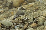 Short-tailed Field-Tyrant - South Ecuador S4E8007 (16710944637).jpg