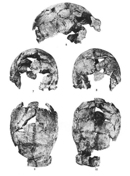 File:Sinanthropus Skull II.png