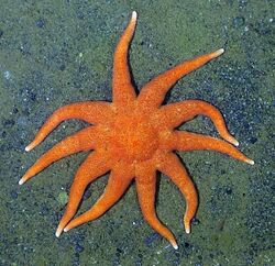 Solaster paxillatus - 01.jpg