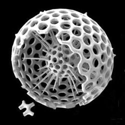 Spherical radiolarian 2.jpg