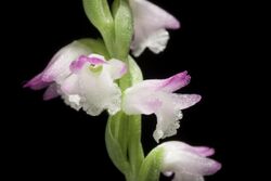 Spiranthes sinensis (Pers.) Ames, Orchidaceae 2 53 (1908) (49402197741).jpg