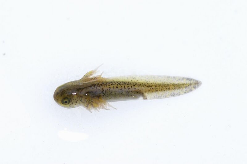 File:Spotted Salamander (Ambystoma maculatum) Larva.jpg