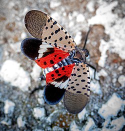Spotted lanternfly displaying underwing
