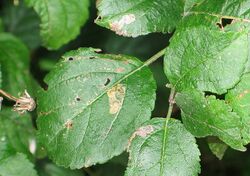 Stigmella desperatella BE-MK-1669a.jpg