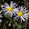 S. fontinale: Photo of two flower heads of Symphyotrichum fontinale taken in southern Florida on 29 November 2019