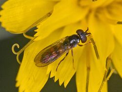 Syrphidae - Pelecocera tricincta.JPG