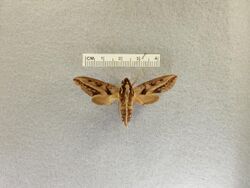 Theretra turneri (from Queensland, Australia) - Frost Entomological Museum at Penn State.jpg
