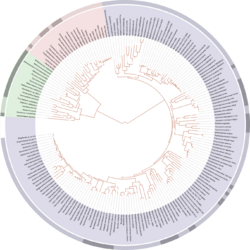 Tree of life SVG.svg