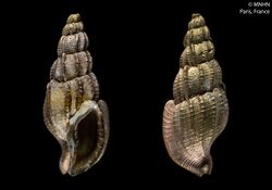 Tritonoharpa boucheti (MNHN-IM-2000-2126).jpeg