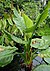 Typhonodorum lindleyanum kz1.jpg