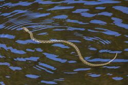 Viperine water snake (Natrix maura).jpg