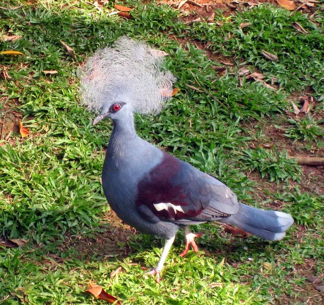 File:Western Crowned Pigeon (Goura cristata) in TMII Birdpark.jpg