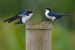 Wire-tailed Swallow Male and female.jpg
