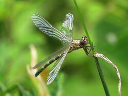 Zebra Vicetail 9862.jpg