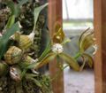 斑舌蘭 Cymbidium tigrinum -比利時國家植物園 Belgium National Botanic Garden- (9255190958).jpg