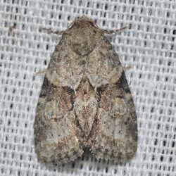 - 9408 – Neoligia exhausta – Exhausted Brocade Moth (18932631259).jpg