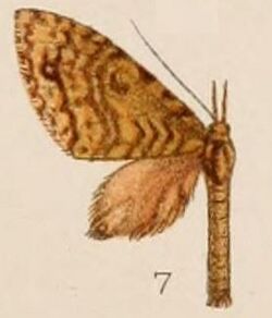 07-Sauris metaphaea=Sauris proboscidaria Walker 1862.JPG