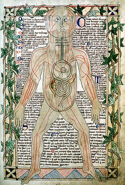 13th century anatomical illustration - sharp.jpg