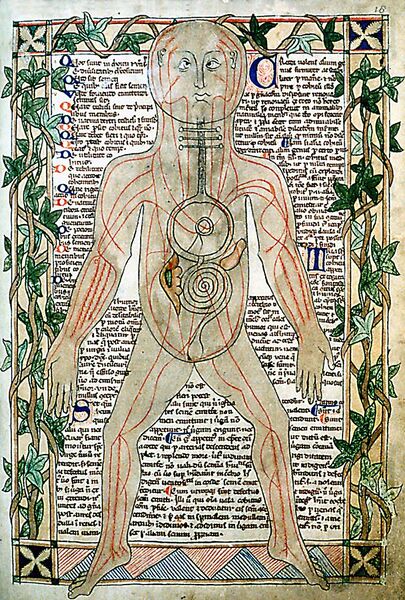 File:13th century anatomical illustration - sharp.jpg