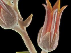 2015-10-31-14.41.00 ZS PMax Dudleya lanceolata-1 (22652644375).jpg