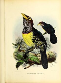 A monograph of the Capitonidæ, or scansorial barbets (20175874265).jpg