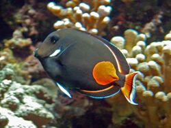 Acanthuridae - Acanthurus achilles.JPG