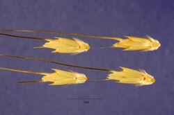 Aegilops bicornis (Forssk.) Jaub. & Spach - goatgrass - AEBI - Jose Hernandez @ USDA-NRCS PLANTS Database.jpg